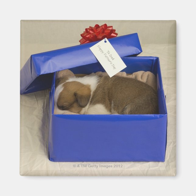 Íman Cachorro dormindo numa caixa de presentes (Frente)