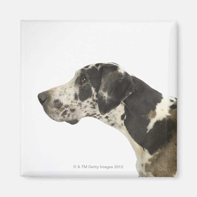 Íman Cachorro em branco 11 (Frente)