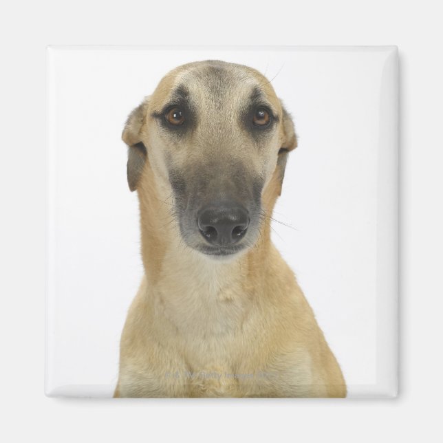 Íman Cachorro em branco 41 (Frente)
