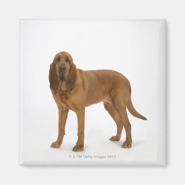 Íman Cachorro em branco 97 (Frente)