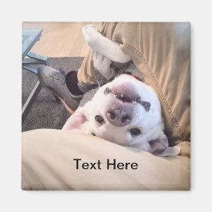 Íman Cachorro Engraçado Não Será Ignorado Foto Cômica