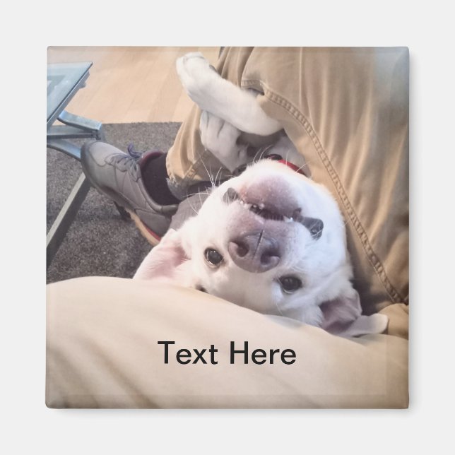 Íman Cachorro Engraçado Não Será Ignorado Foto Cômica (Frente)