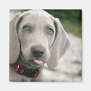 Íman Cachorro Engraçado Tirando Foto Da Língua