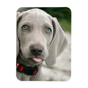 Íman Cachorro Engraçado Tirando Foto Da Língua