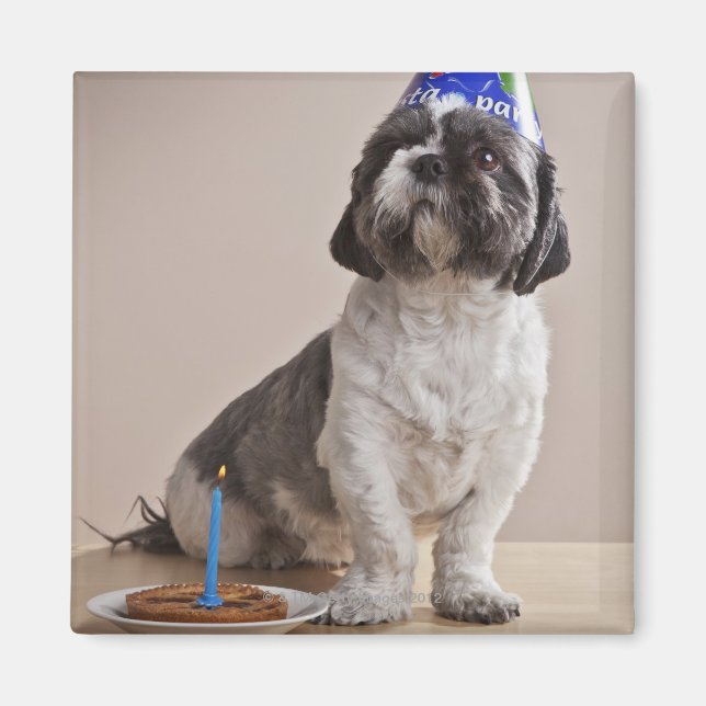 Íman Cachorro fazendo aniversário (Frente)