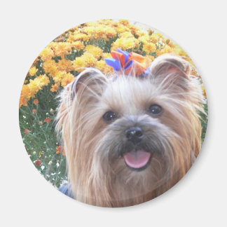 Íman Cachorro Feliz