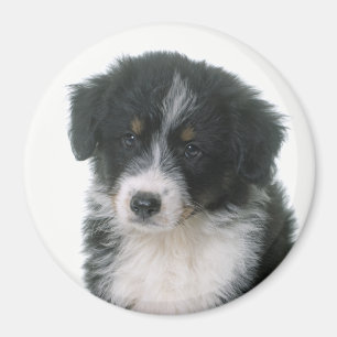 Íman Cachorro Filhote Australian Shepherd Aussie