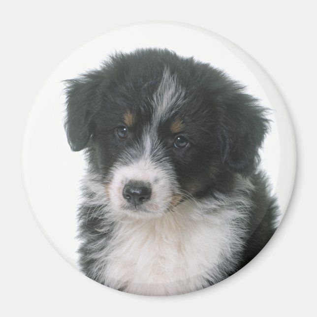 Íman Cachorro Filhote Australian Shepherd Aussie (Frente)
