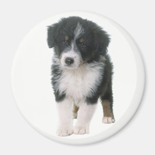 Íman Cachorro Filhote Australian Shepherd Aussie