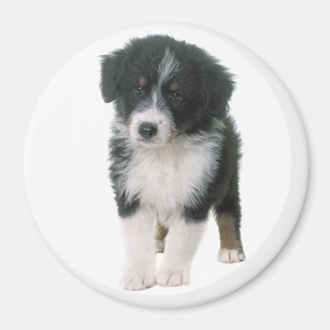 Íman Cachorro Filhote Australian Shepherd Aussie (Frente)