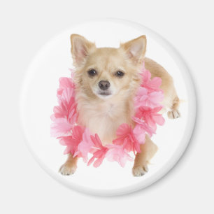 Íman Cachorro Filhote Chihuahua Amor