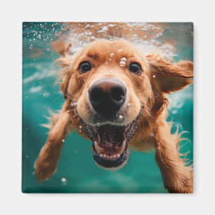 Íman Cachorro Golden Retriever Feliz Nadando Submerso