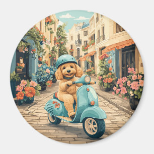 Íman Cachorro Goldendoodle andando de scooter pelas rua