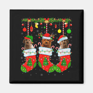 Íman Cachorro Goldendoodle em Meias de Natal Cachorro d