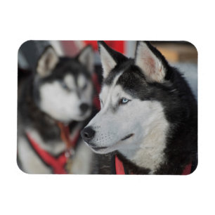 Íman Cachorro Husky antes de uma corrida, Canadá