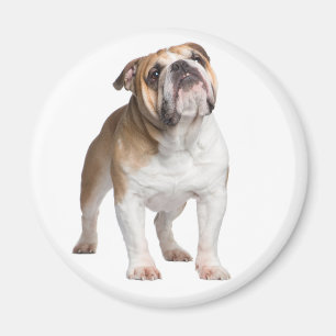 Íman Cachorro Inglês Engraçado Mãe Cachorro Bonito