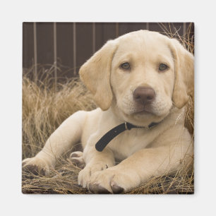 Íman cachorro Labrador Retriever