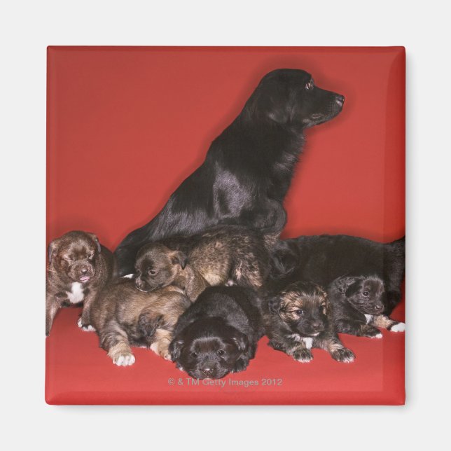 Íman Cachorro-mãe com cachorros (Frente)