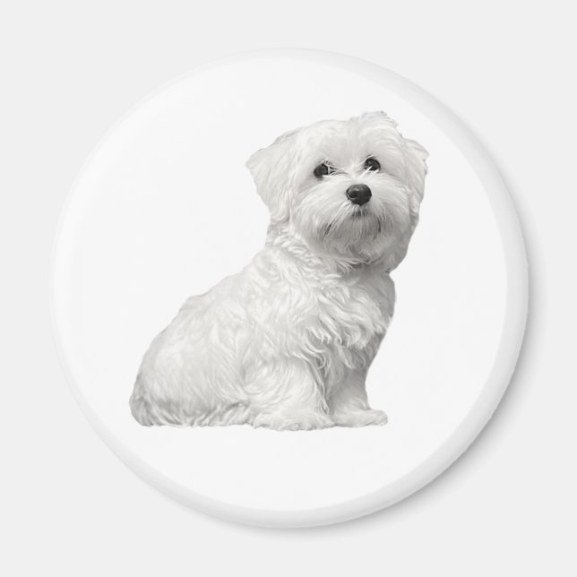 Íman Cachorro maltês fofo sentado (Frente)