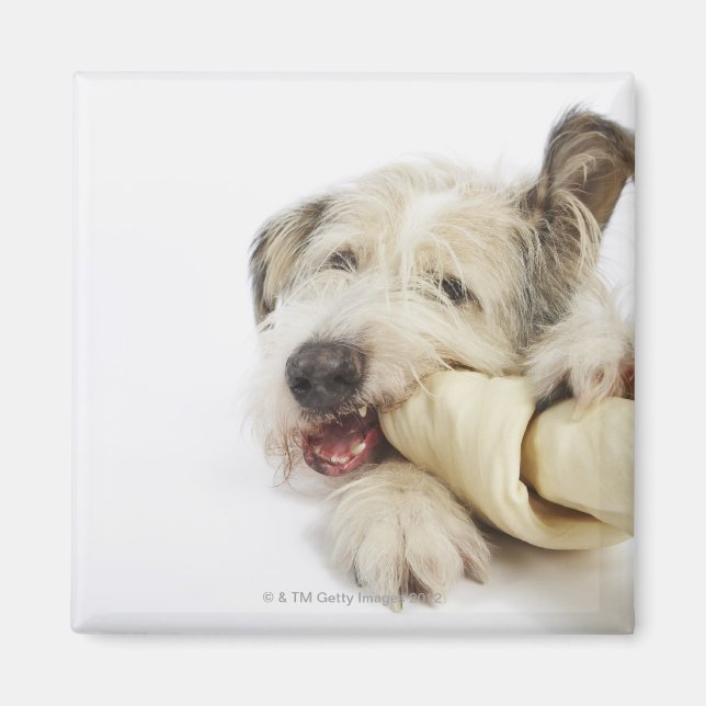 Íman Cachorro mascando o osso do couro cabeludo (Frente)