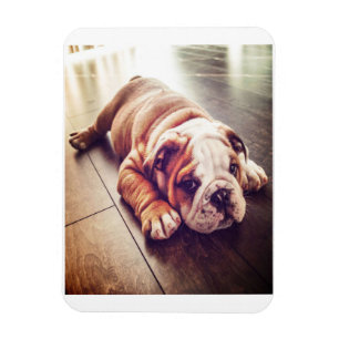 Íman Cachorro-Mentiroso Inglês   Foto de cão
