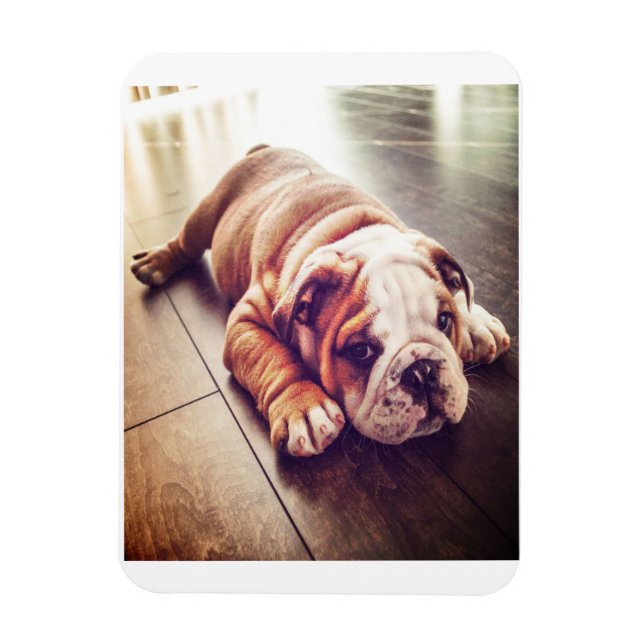 Íman Cachorro-Mentiroso Inglês | Foto de cão (Vertical)