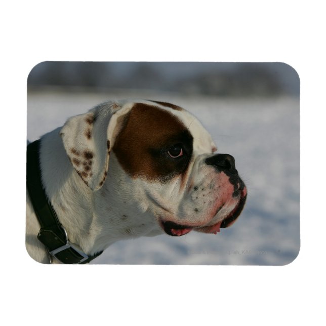 Íman Cachorro na neve (Horizontal)
