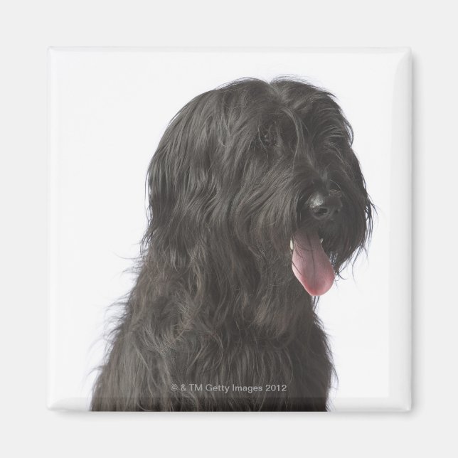 Íman Cachorro negro, Briard (Frente)