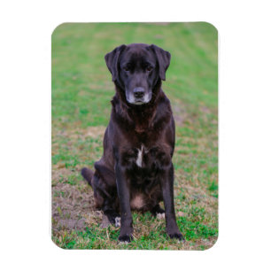 Íman Cachorro Negro-Labrador Cachorro-Bonito