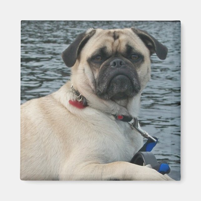 Íman Cachorro no ímã de água (Frente)