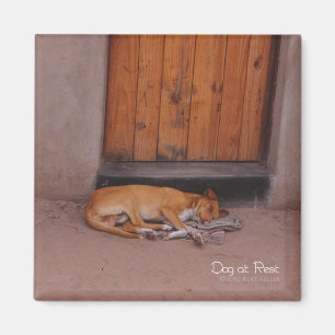 Íman Cachorro no Magnet da Praça de Repouso