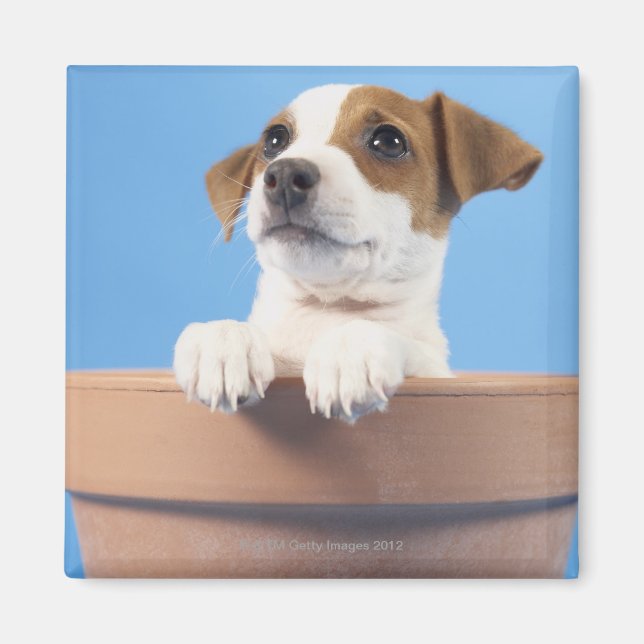 Íman Cachorro no vaso (Frente)