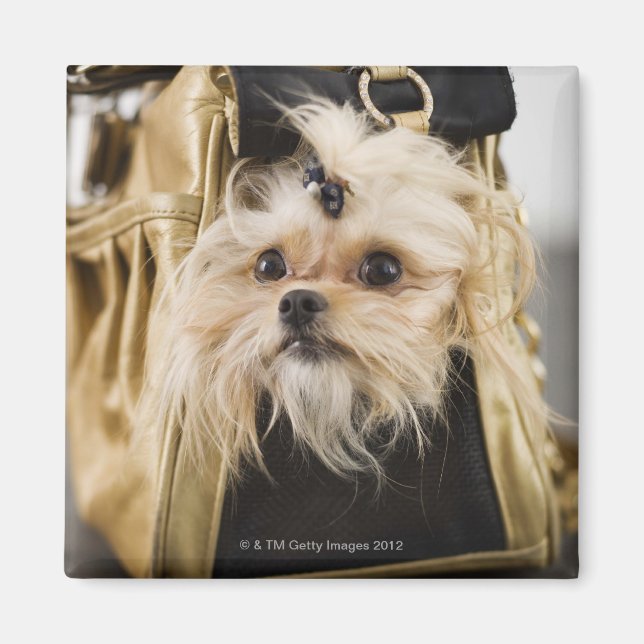 Íman Cachorro numa bolsa (Frente)