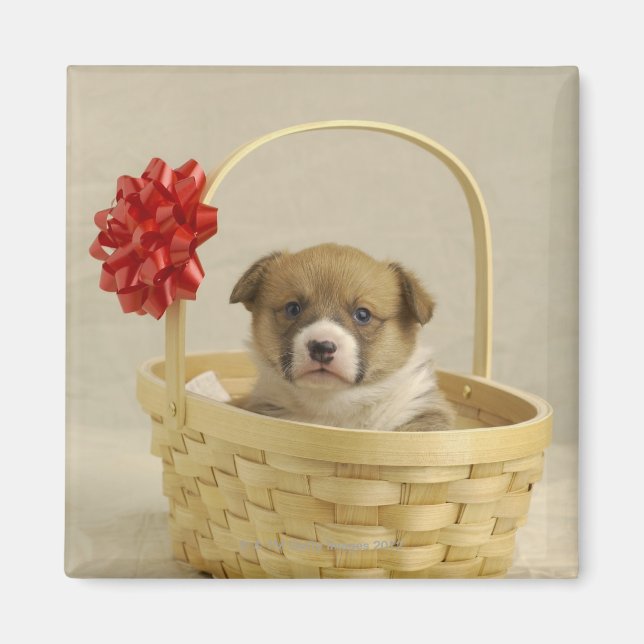 Íman Cachorro numa cesta (Frente)