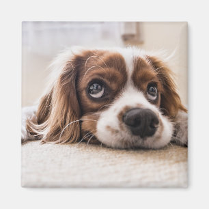 Íman Cachorro Panelado De Olhos Tristes