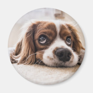 Íman Cachorro Panelado De Olhos Tristes