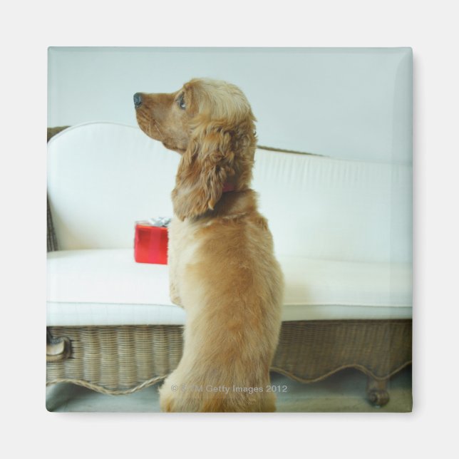 Íman Cachorro parado em um sofá com um presente (Frente)