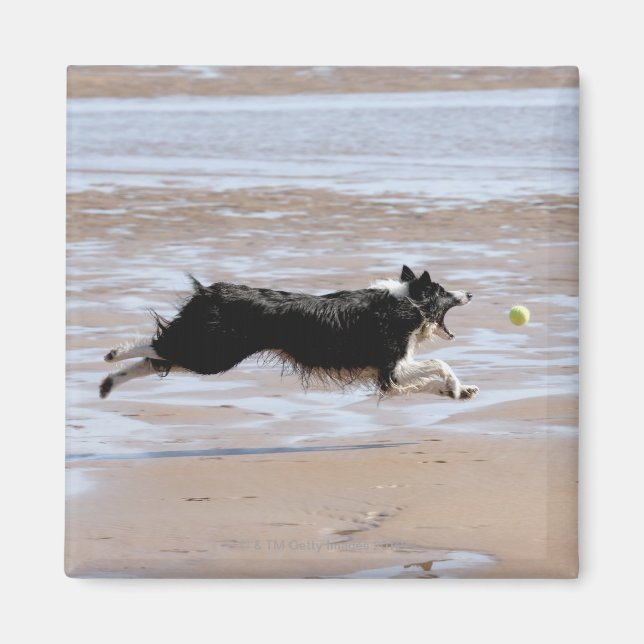 Íman Cachorro perseguindo uma bola na praia (Frente)