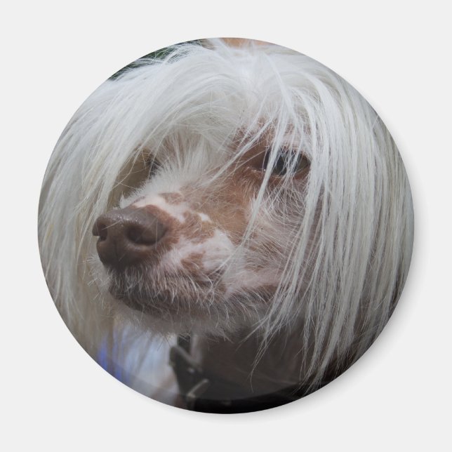 Íman Cachorro Pinto Chinês (Frente)