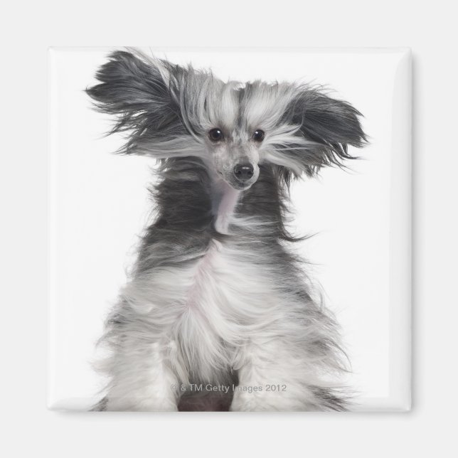Íman Cachorro Pinto Chinês (15 meses de idade) ao vento (Frente)
