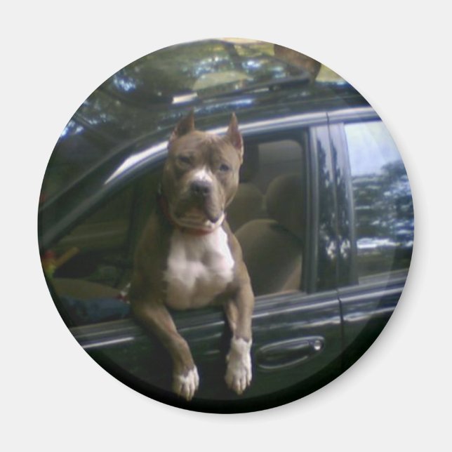 Íman Cachorro Pitbull no ímã do carro (Frente)