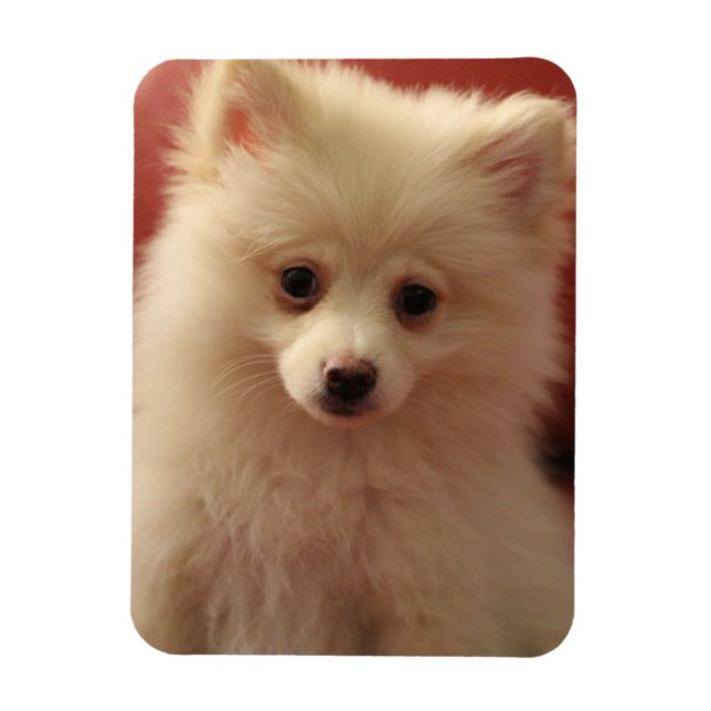 Íman Cachorro Pomerano (Vertical)