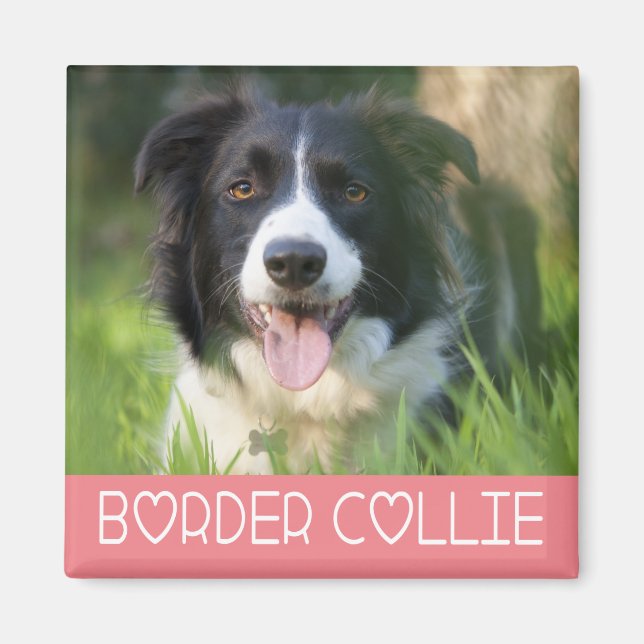 Íman Cachorro Preto E Branco Border Collie Rosa (Frente)
