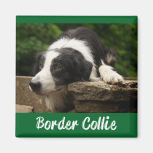 Íman Cachorro Preto E Branco Border Collie Verde
