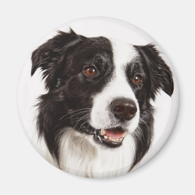 Íman Cachorro Preto e Branco da Raça Border Collie (Frente)