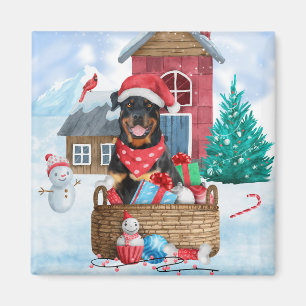Íman Cachorro Rottweiler Na Casa Dos Cachorros De Natal