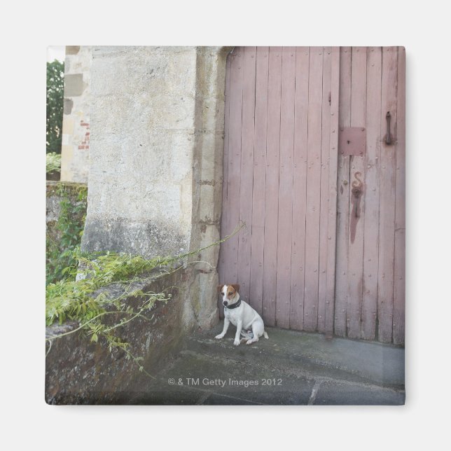 Íman Cachorro sentado à frente de portas fechadas (Frente)