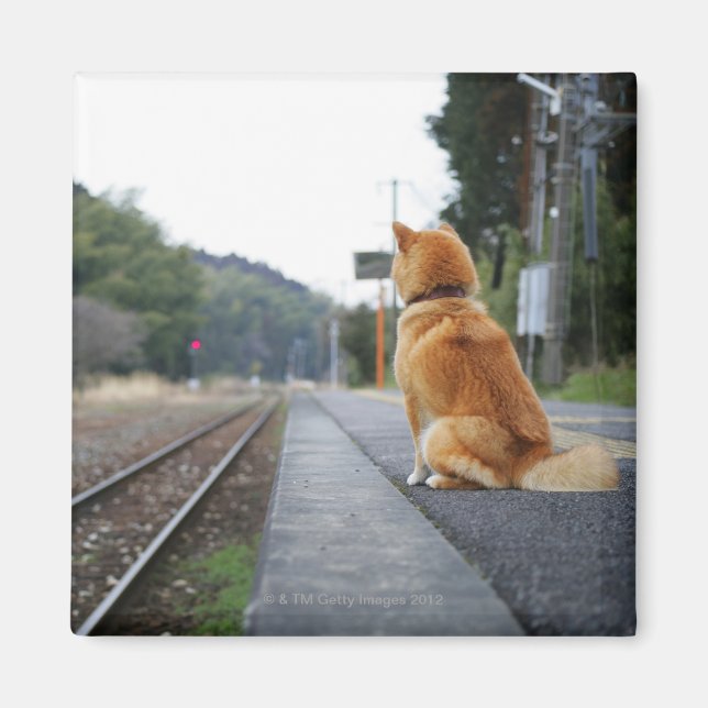 Íman Cachorro sentado na estação de trem (Frente)