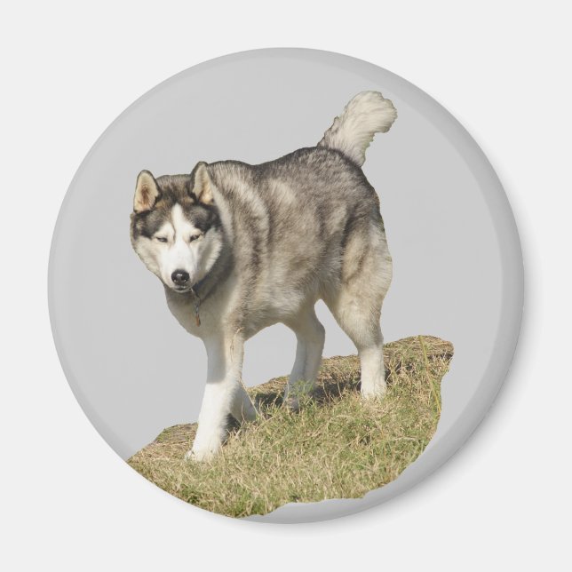 Íman Cachorro Siberian Husky (Frente)