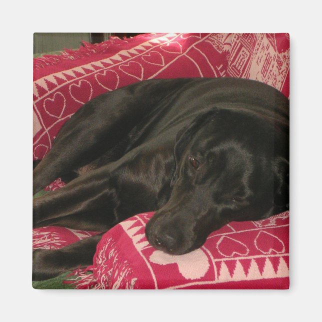 Íman Cachorro Sonolento (Frente)